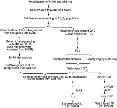 Improvement of Salt Tolerance Using Wild Rice Genes